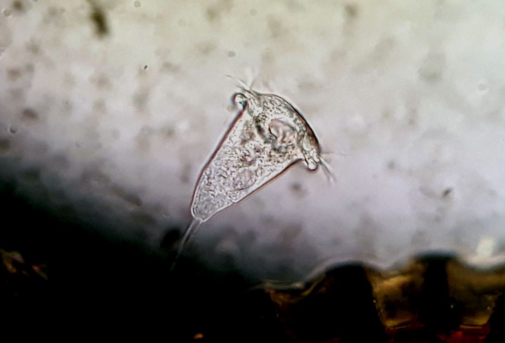 Vorticella nelle vasche orto botanico Pisa??